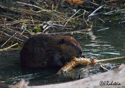 Castor canadensis